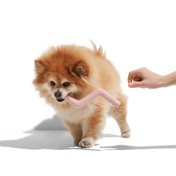 Wild One Bolt Dog Toy