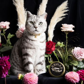 Cheshire and sales wain cat collar