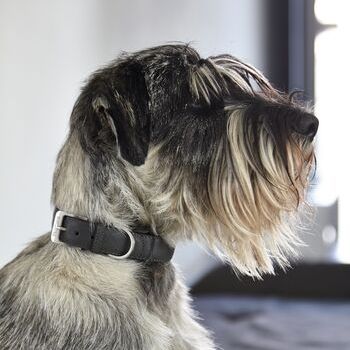 MiaCara Torino Dog Collar Slate - Leather