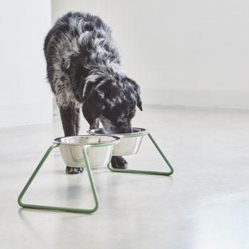 MiaCara Dog Feeder Dusty Green available at The Good Pet Home