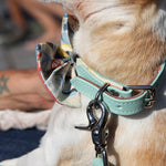 New York! New York! Dog Collars