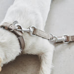 MiaCara Como Dog Collar and Lead Nougat