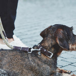 MiaCara Lucca Dog Collar and Lead Senape