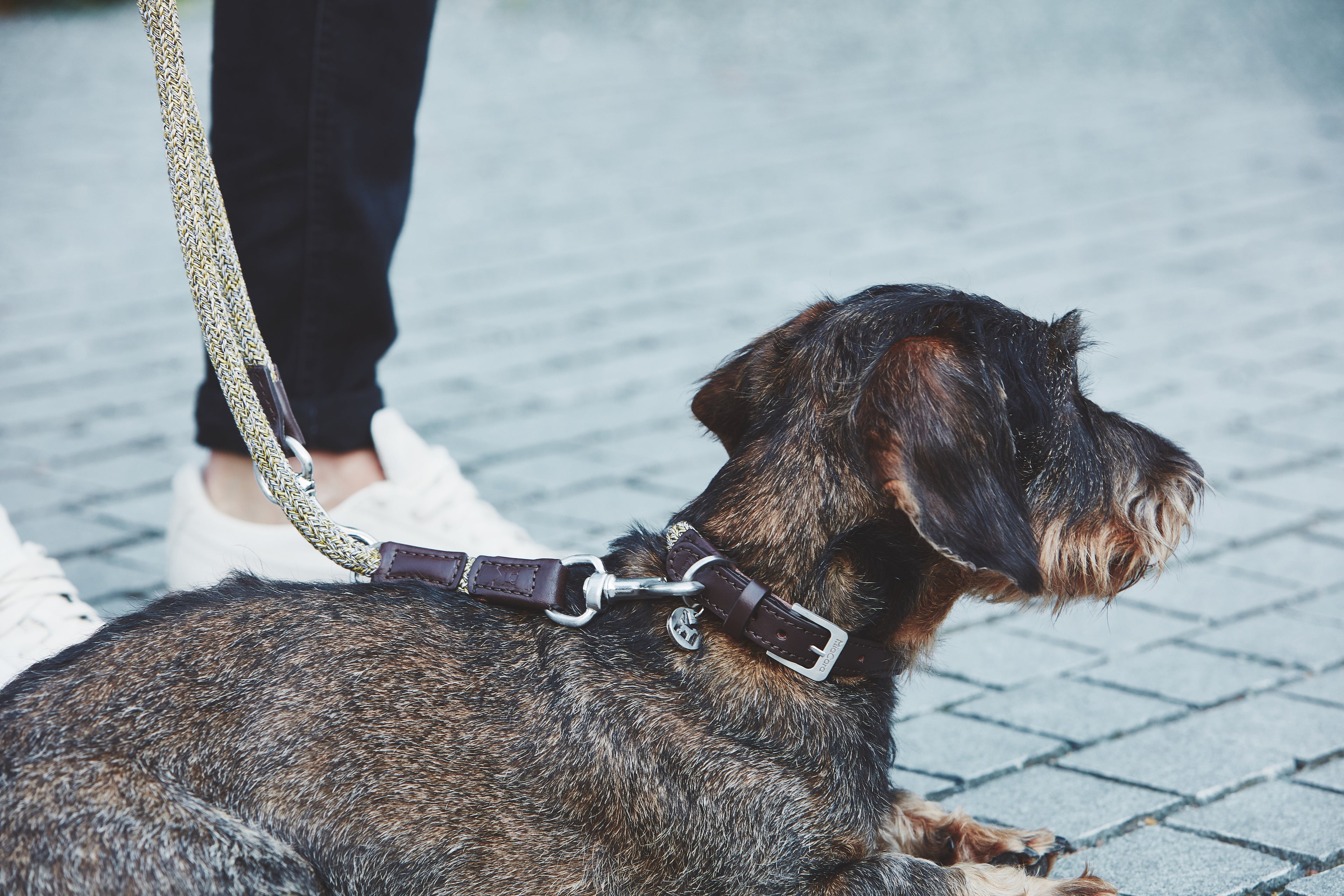 MiaCara Lucca Dog Collar and Lead Senape