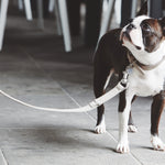 MiaCara Como Long Dog Lead Nougat