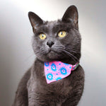 cat bandana