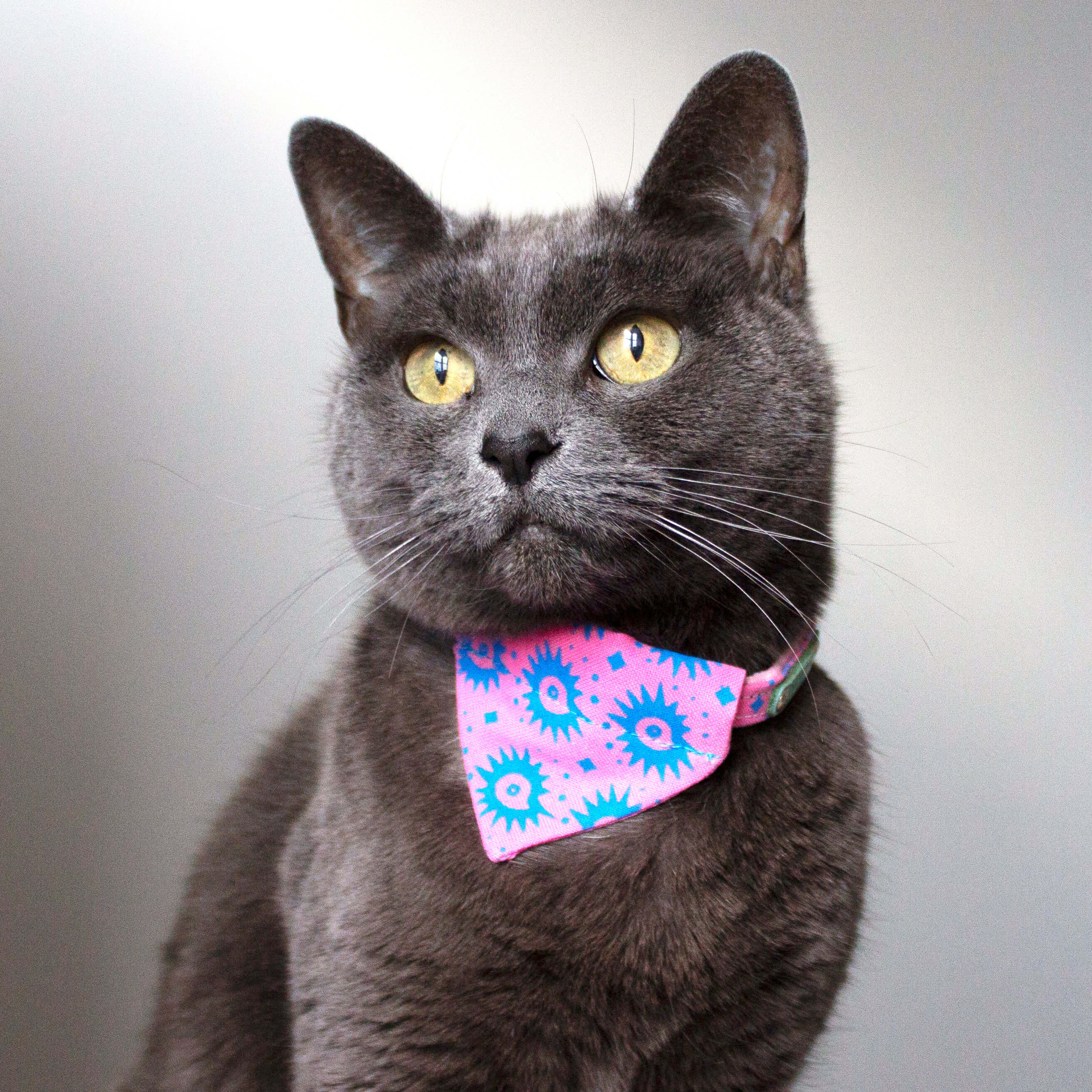 cat bandana