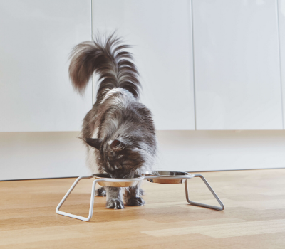 MiaCara Cena Cat Feeder available at The Good Pet Home