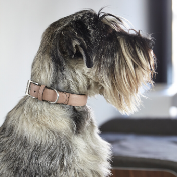 MiaCara Torino Leather Dog Collar