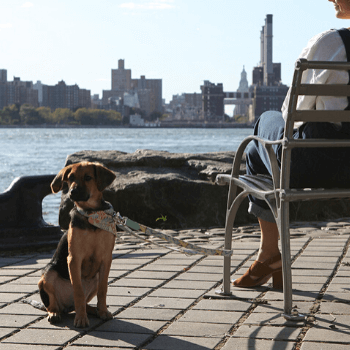 Hiro + Wolf New York! New York! Cafe Dog Lead